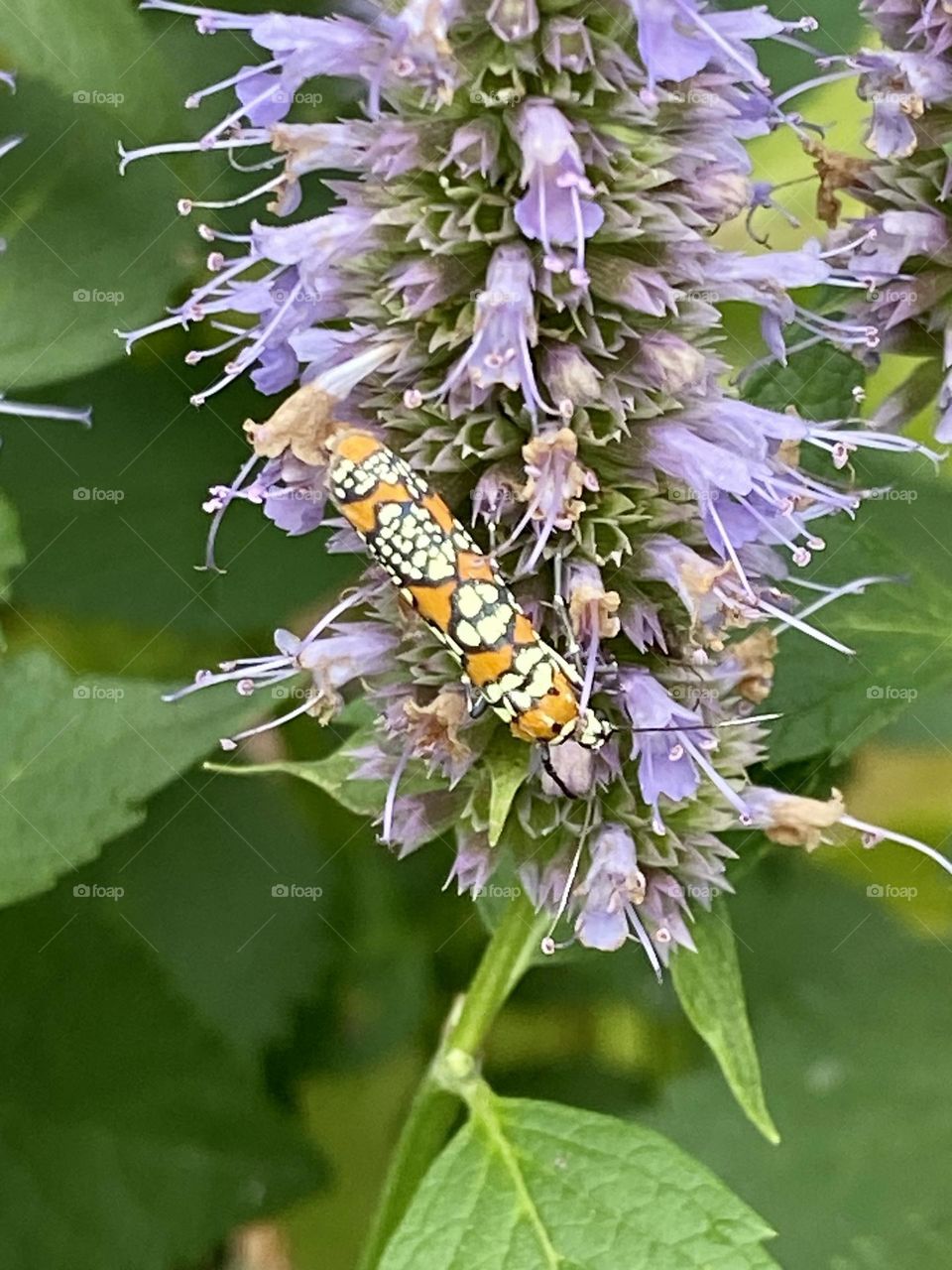 Ailanthus Webworm Moth on purple flowers 