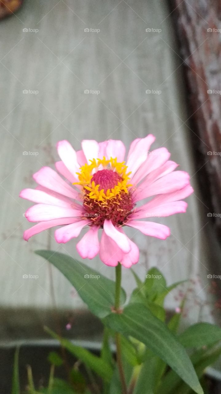 sweet pinky flower