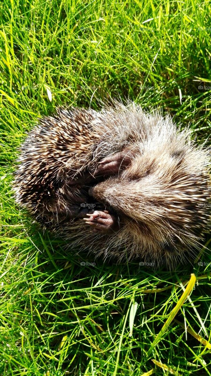 Hedgehog