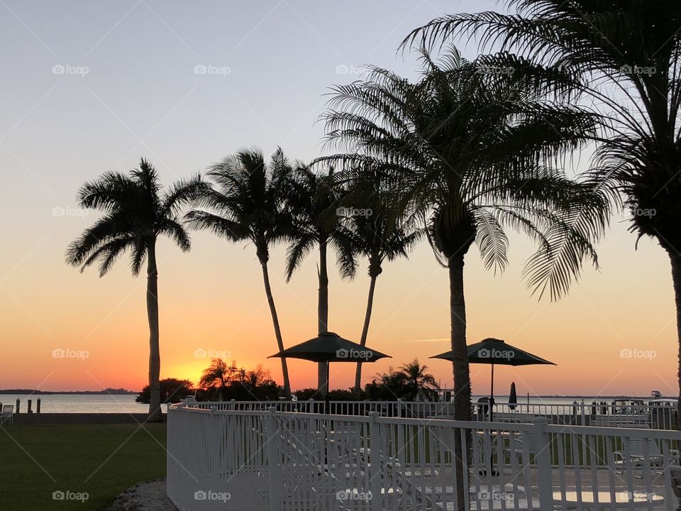 Palm trees and sunset