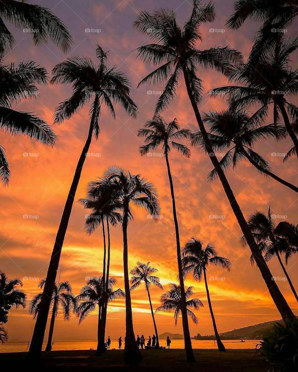 Palm, Beach, Coconut, Tropical, Seashore