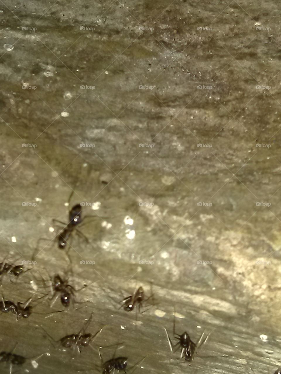 running Ants