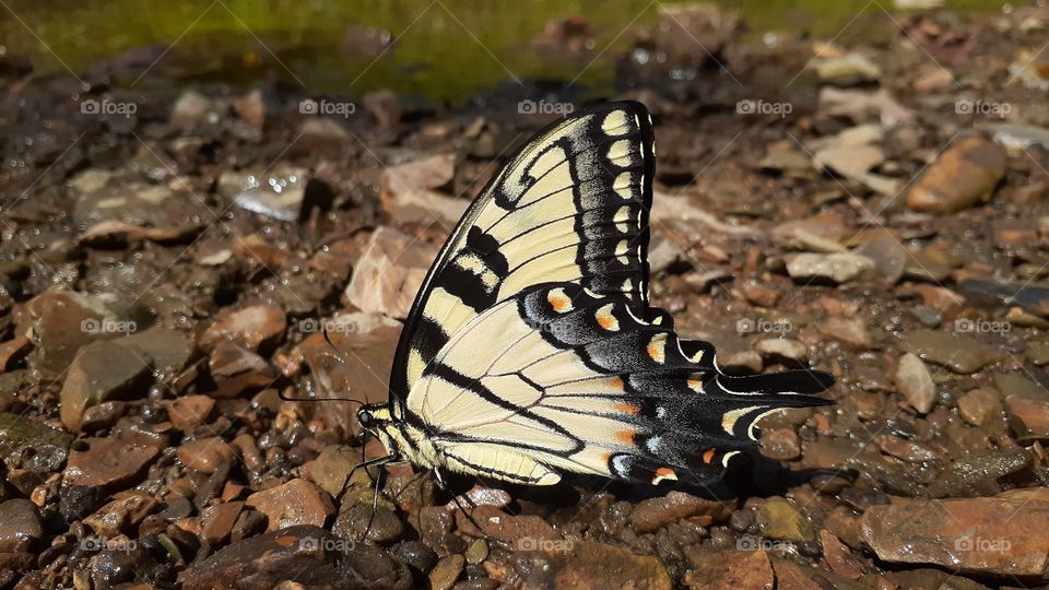 Swallowtail Sideview