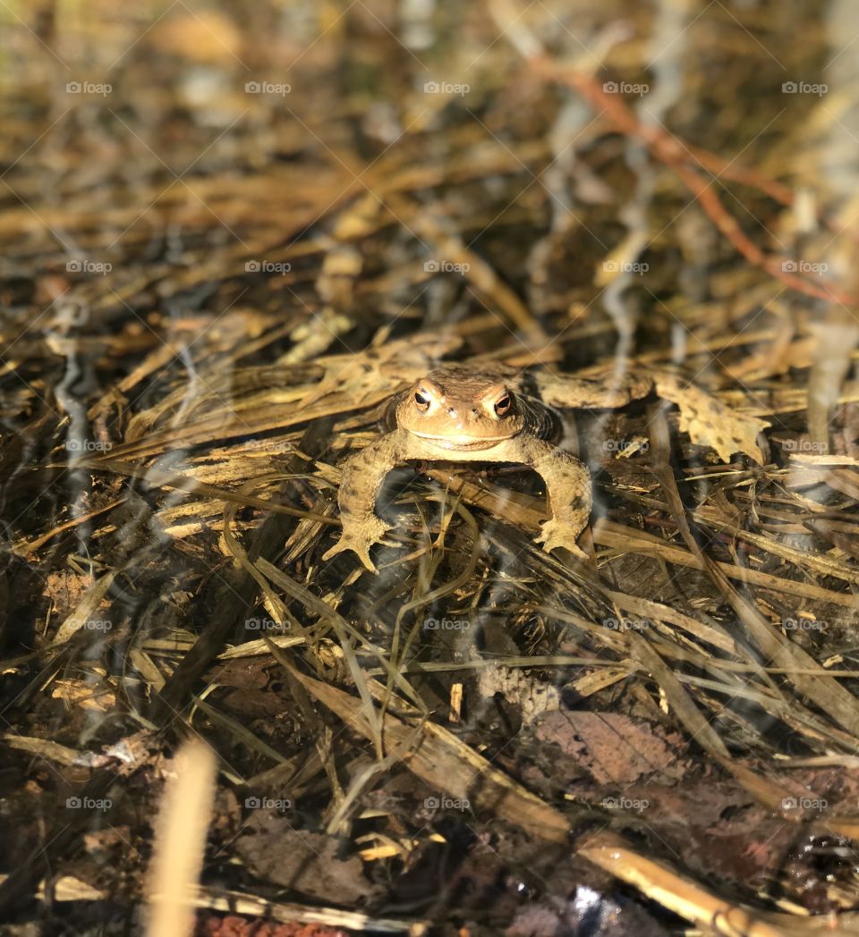 Frogge - My friend