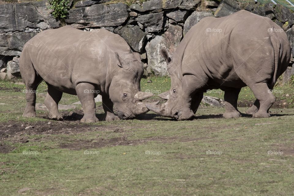 Two rhinos fighting - två noshörningar som bråkar 
