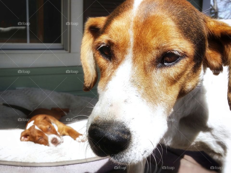 Our new puppy dog's favorite spot in the house is on the porch in our very old dog's bed and our old dog is none to happy! ;)