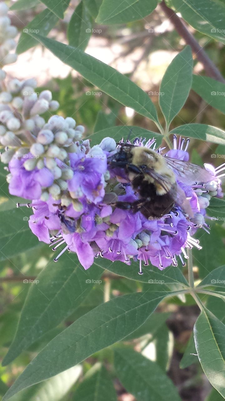 Bee Gathering Nectar