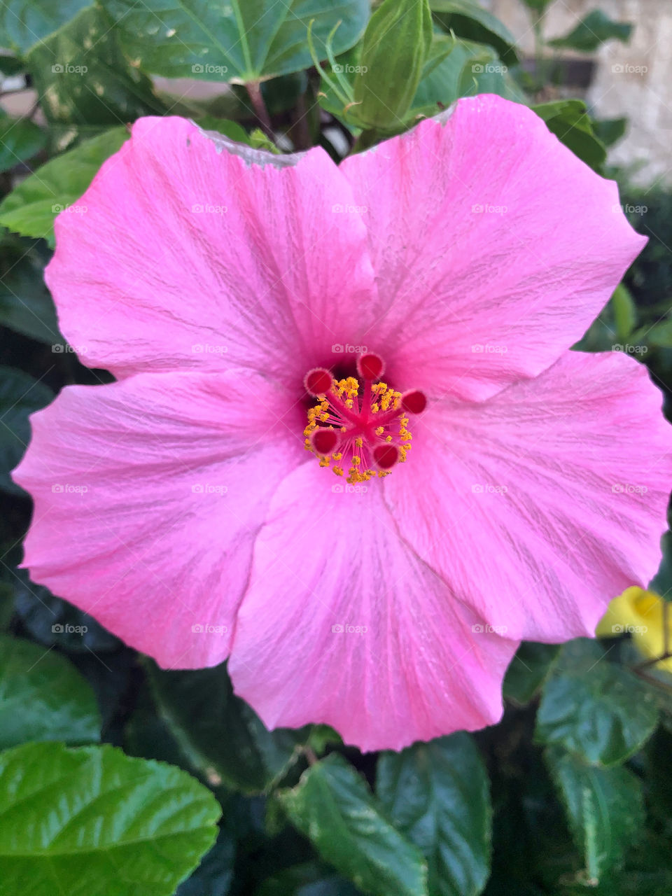 A beautiful pink hibiscus in full bloom.