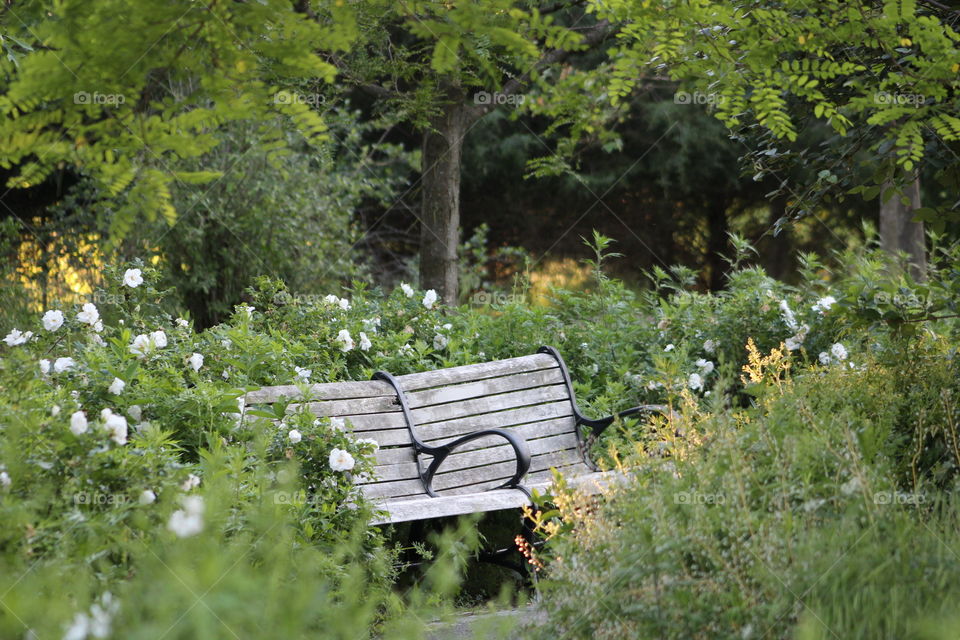 Wooden park bench in wooded area in Liberty State Park (New Jersey) surrounded by white multiflora roses 