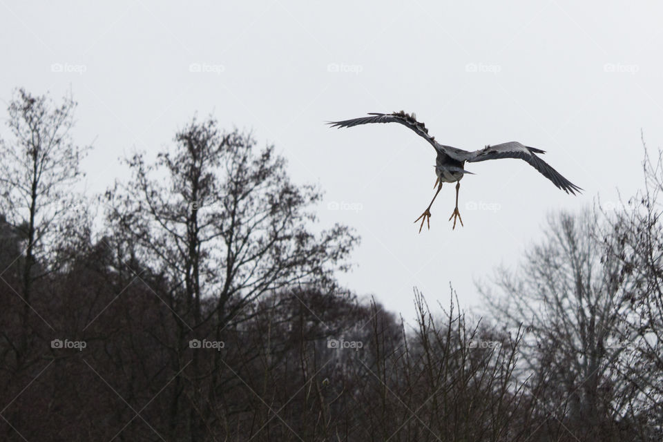 Bird flying over the trees