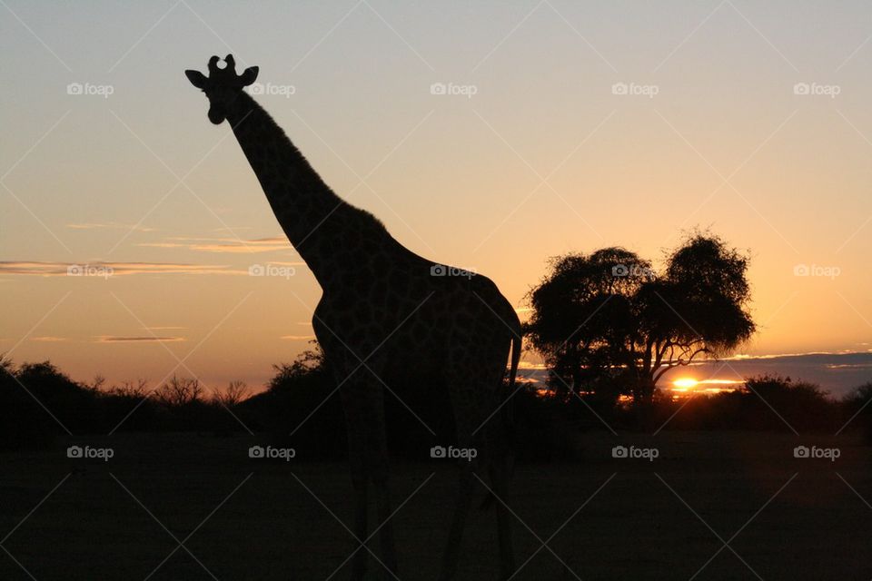Giraffe sunrise