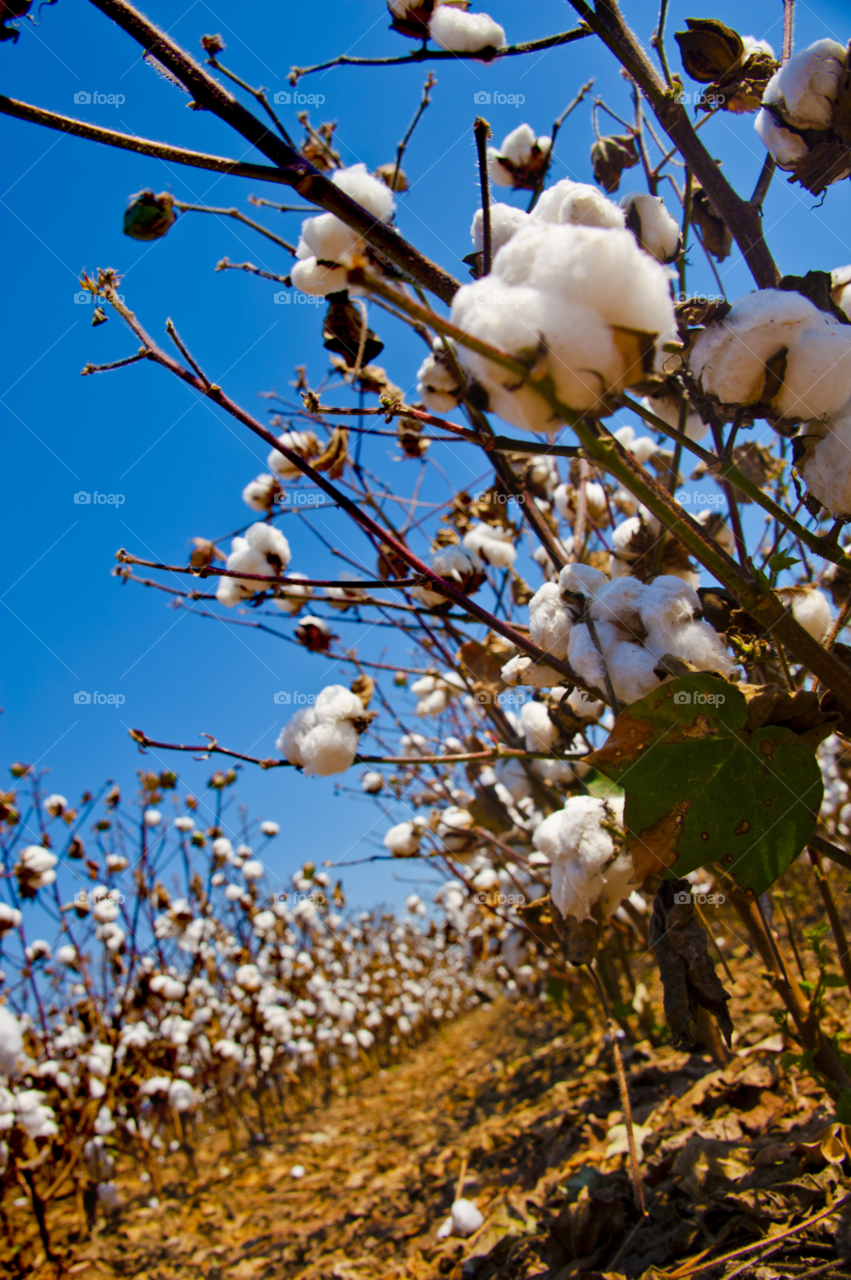 Cotton