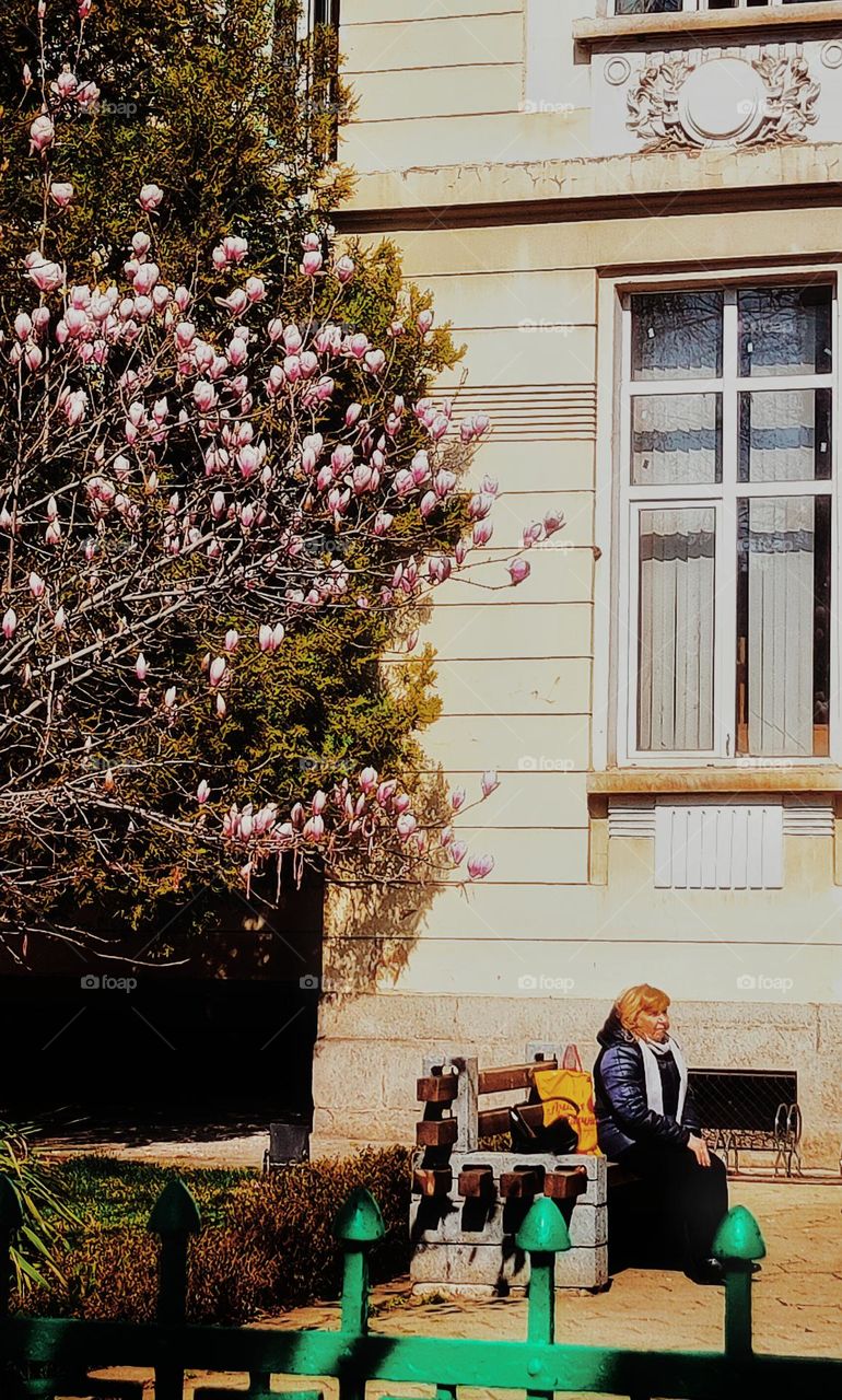 A beautiful photograph of an elderly lady sitting on a bench in front of a school in the spring with a magnolia tree blooming right behind her