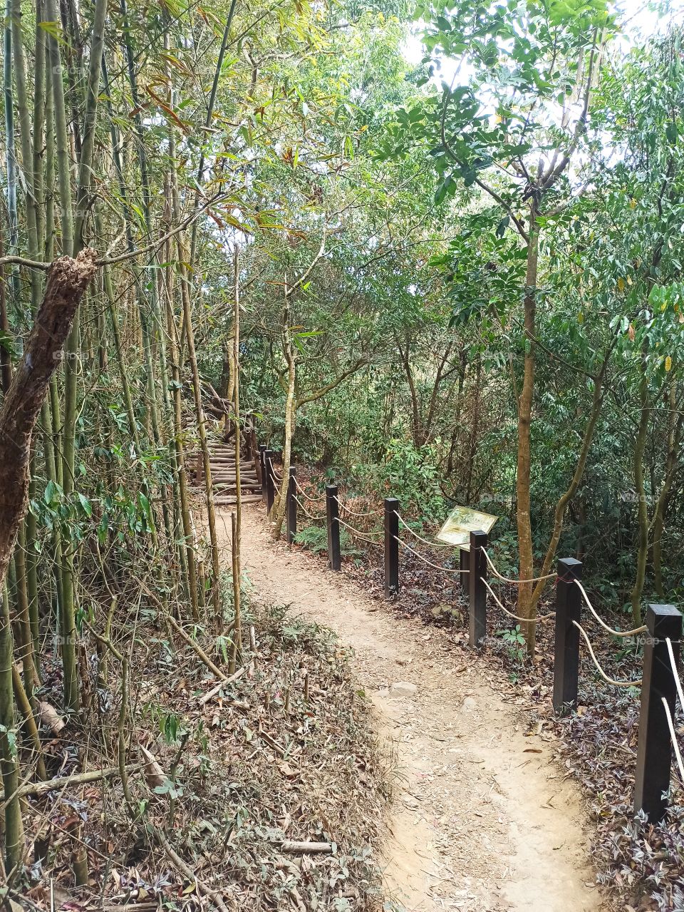 The bamboo route in the forest.