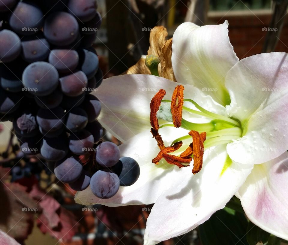 Wine Grapes and Lilies