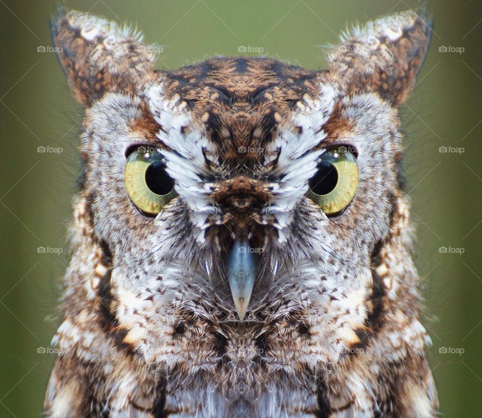Screech Owl