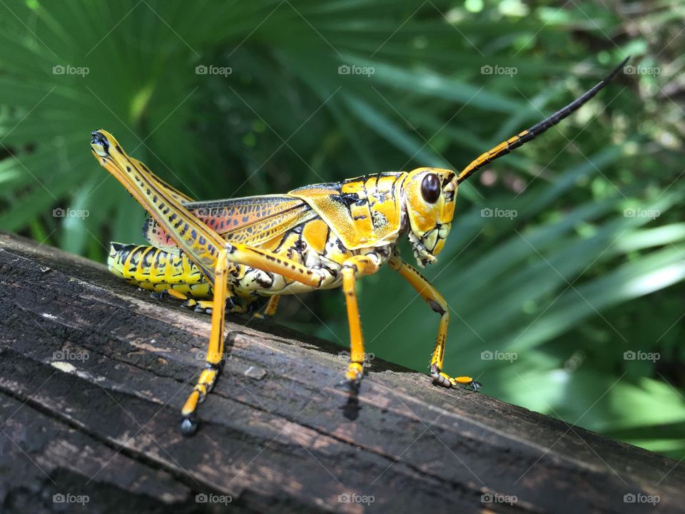 Grasshopper 