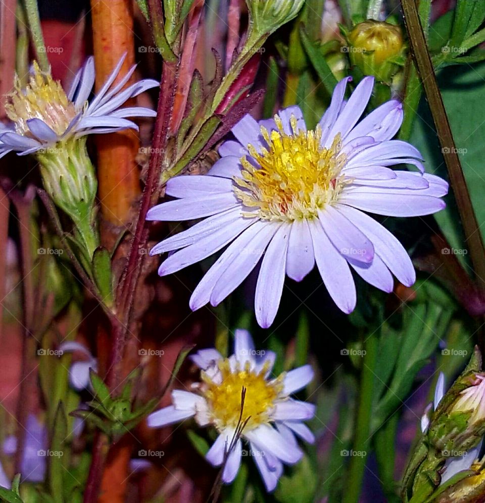 Nature, Flower, Flora, Summer, Blooming