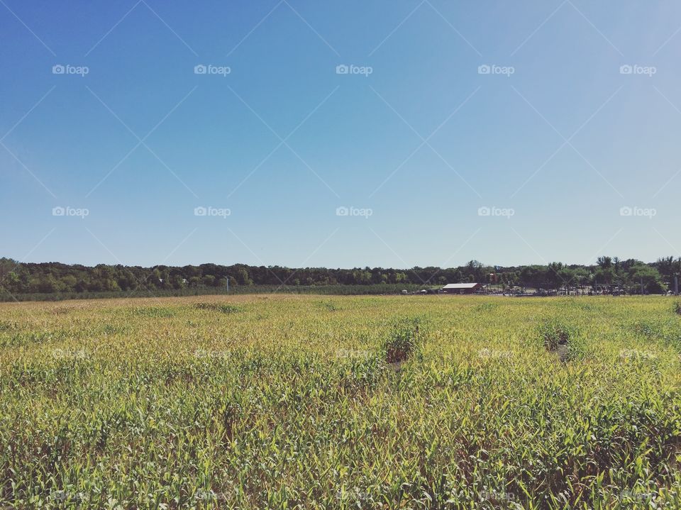 Corn field 