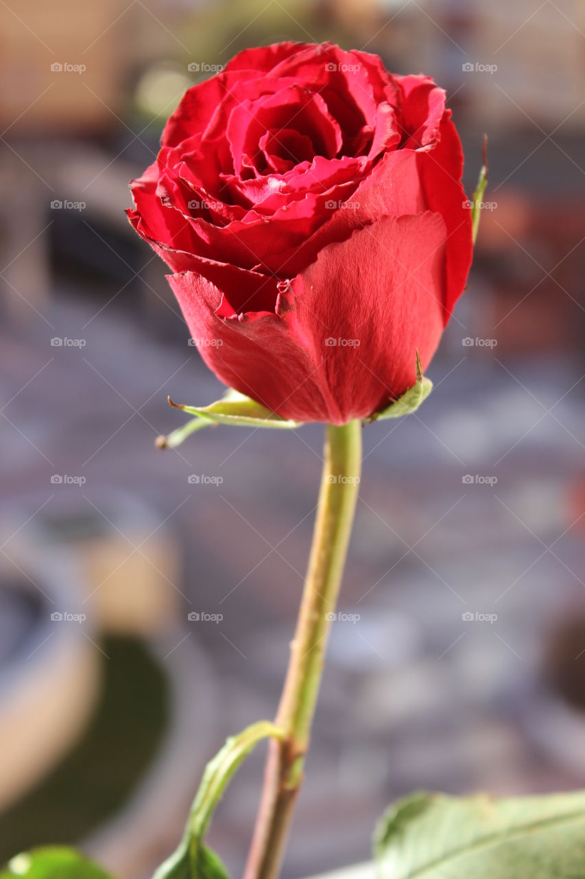 flower. from the heart