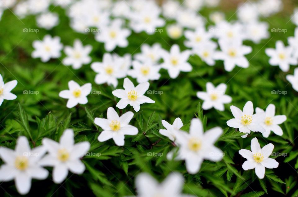 landscape green spring flowers by sammefication