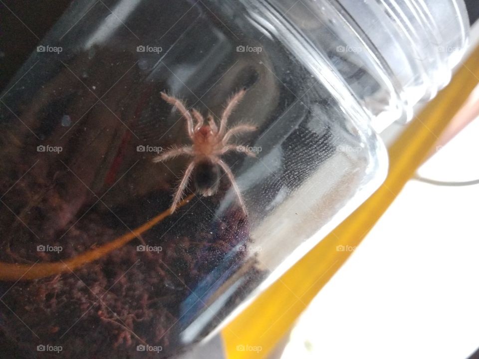 Grammostola pulchripes. she is still a 2.5 cm sling with only 7 legs, the enclosure was too humid back then so the molting failed and now she lives with only 7 legs but dont worry after few more moltings she will begin to grow her legs