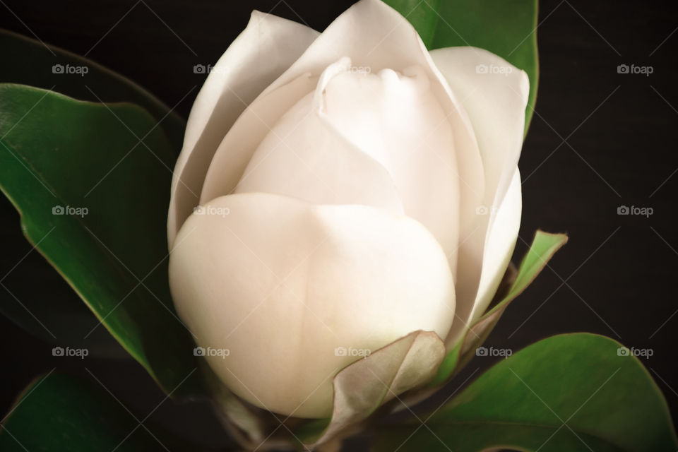 White Magnolia Flower
