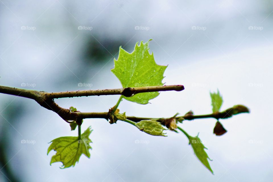 Bright green baby leaves and buds on a sycamore branch in early spring