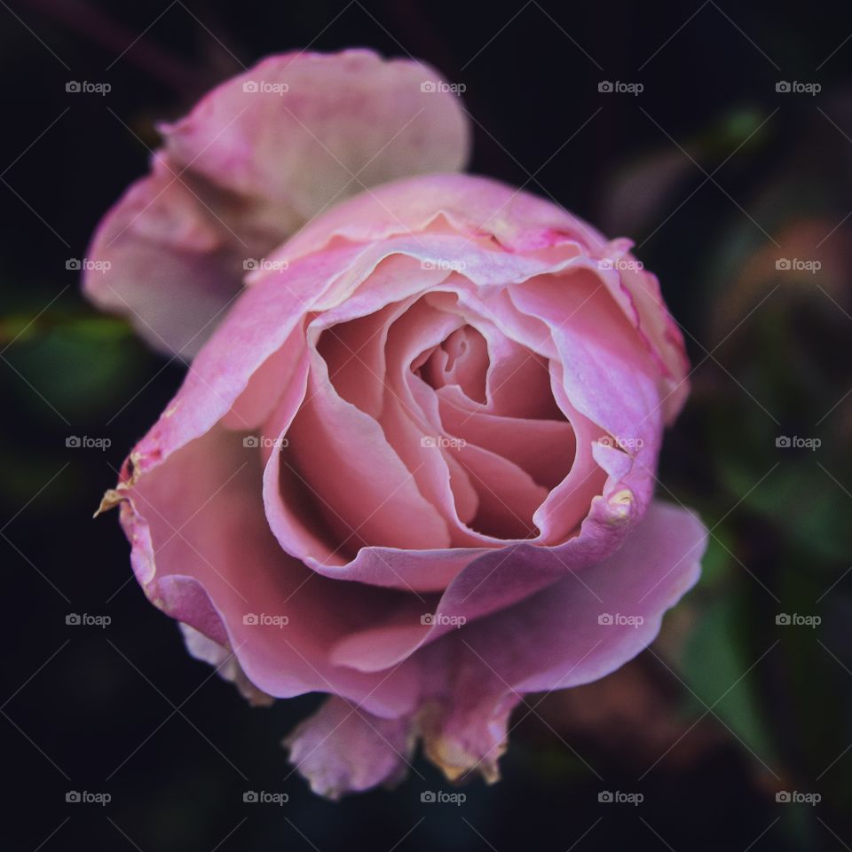 Pink Rose