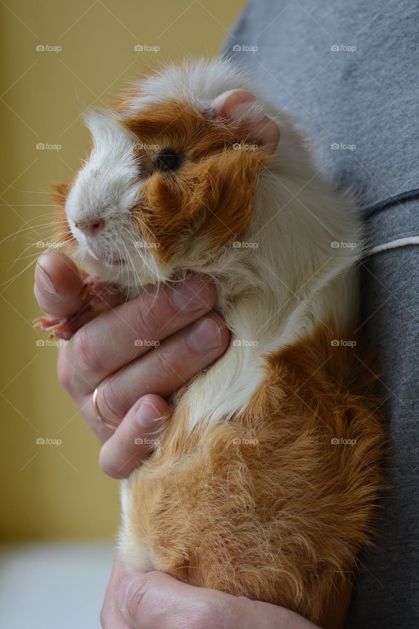 guinea pig pet in the male hands