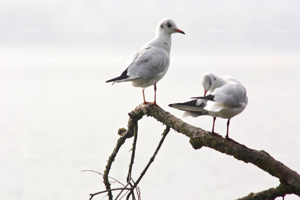 Seagulls perching on branch