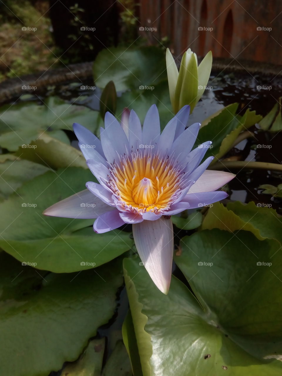 single lotus