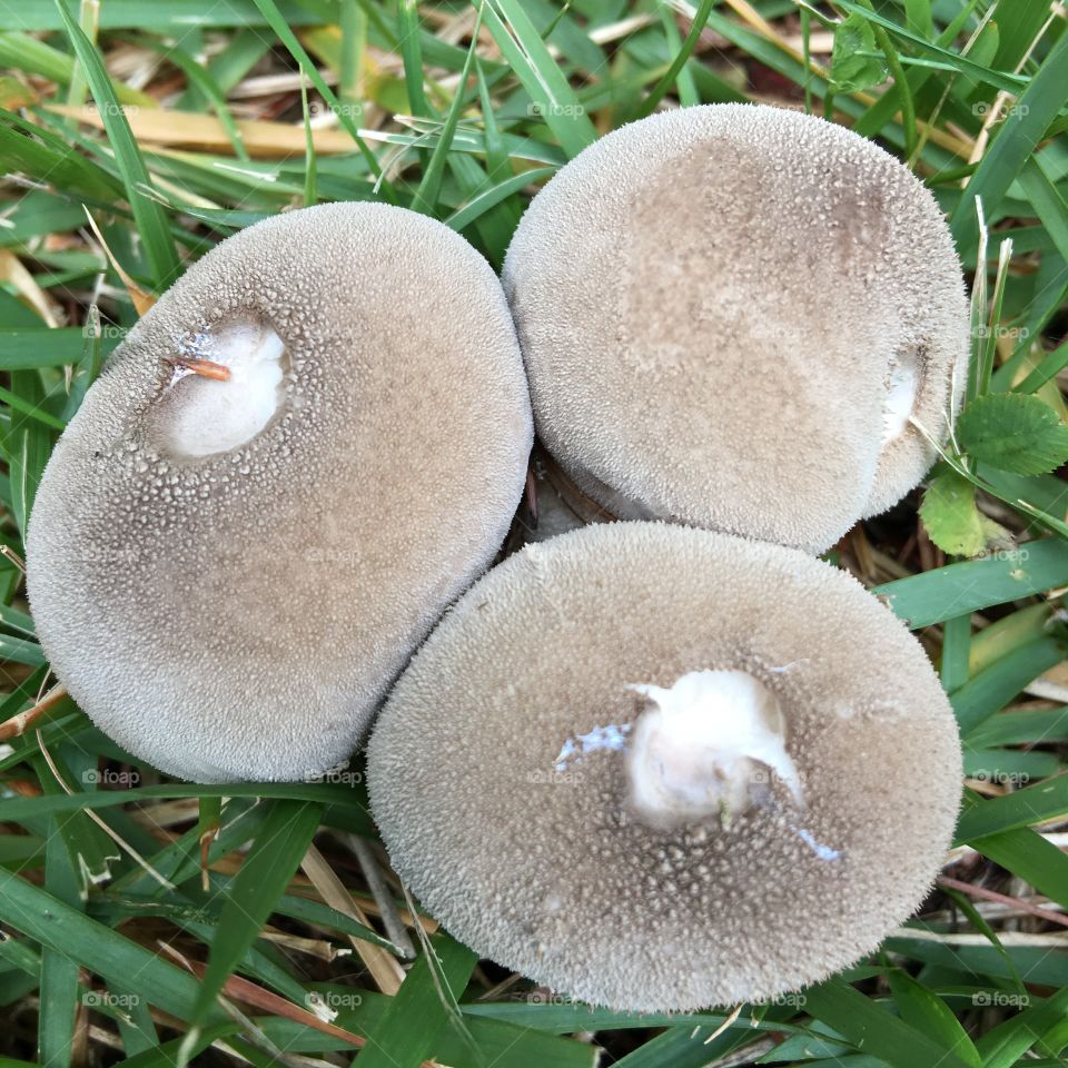 Three odd little grey mushrooms in our lawn!