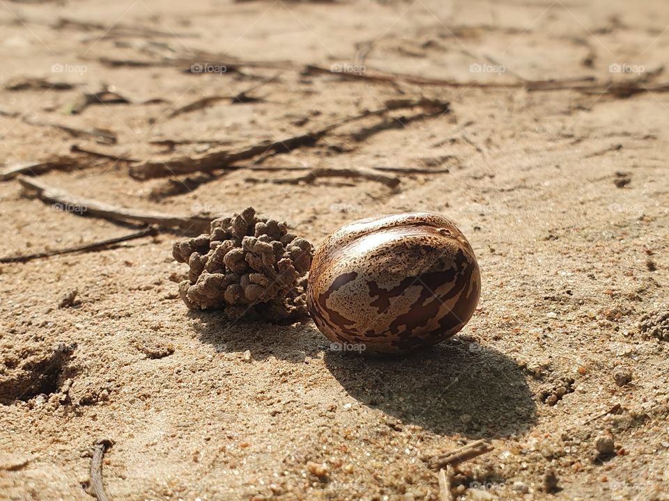 rubber tree seeds