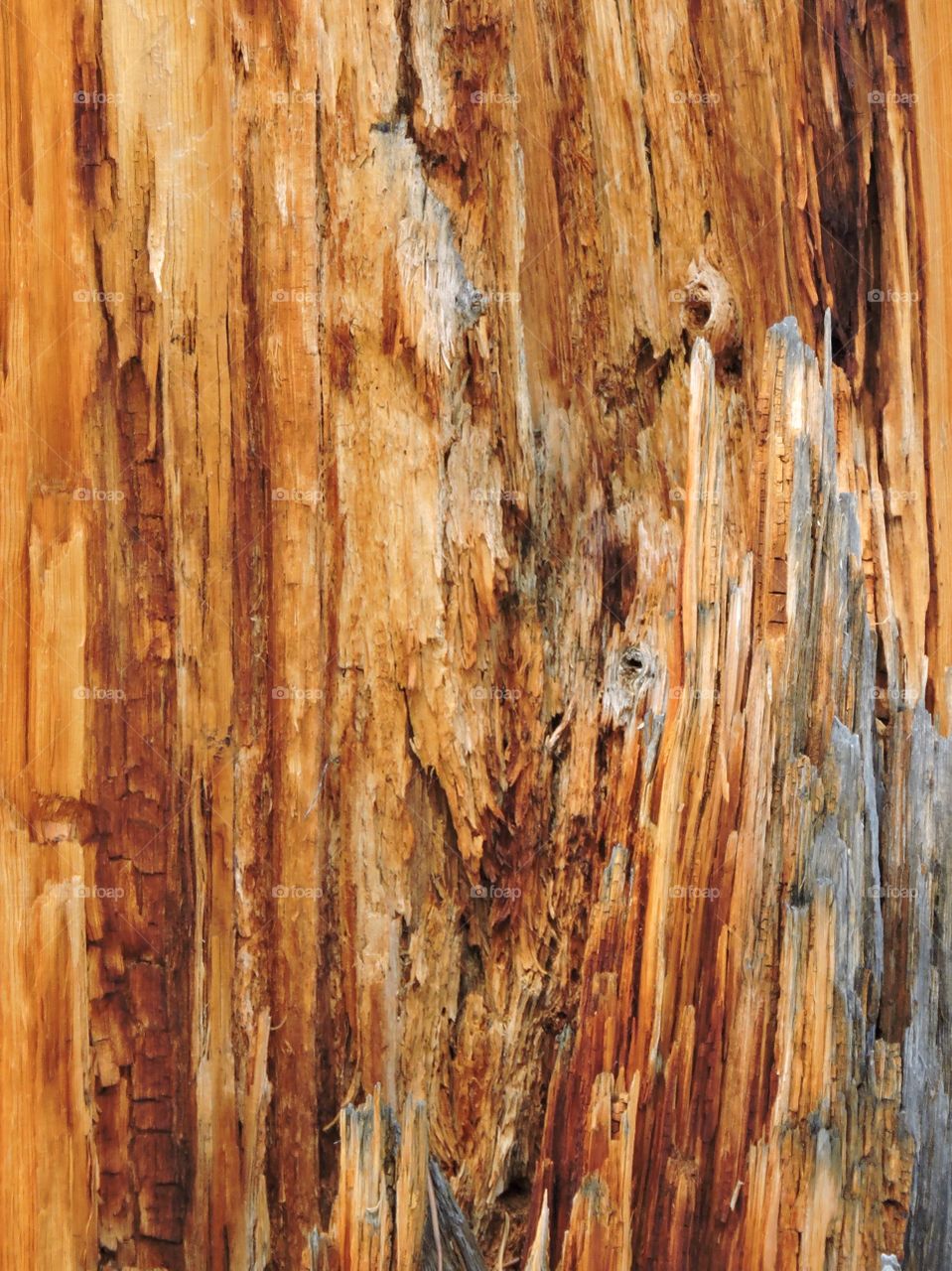 Beautiful piece of wood