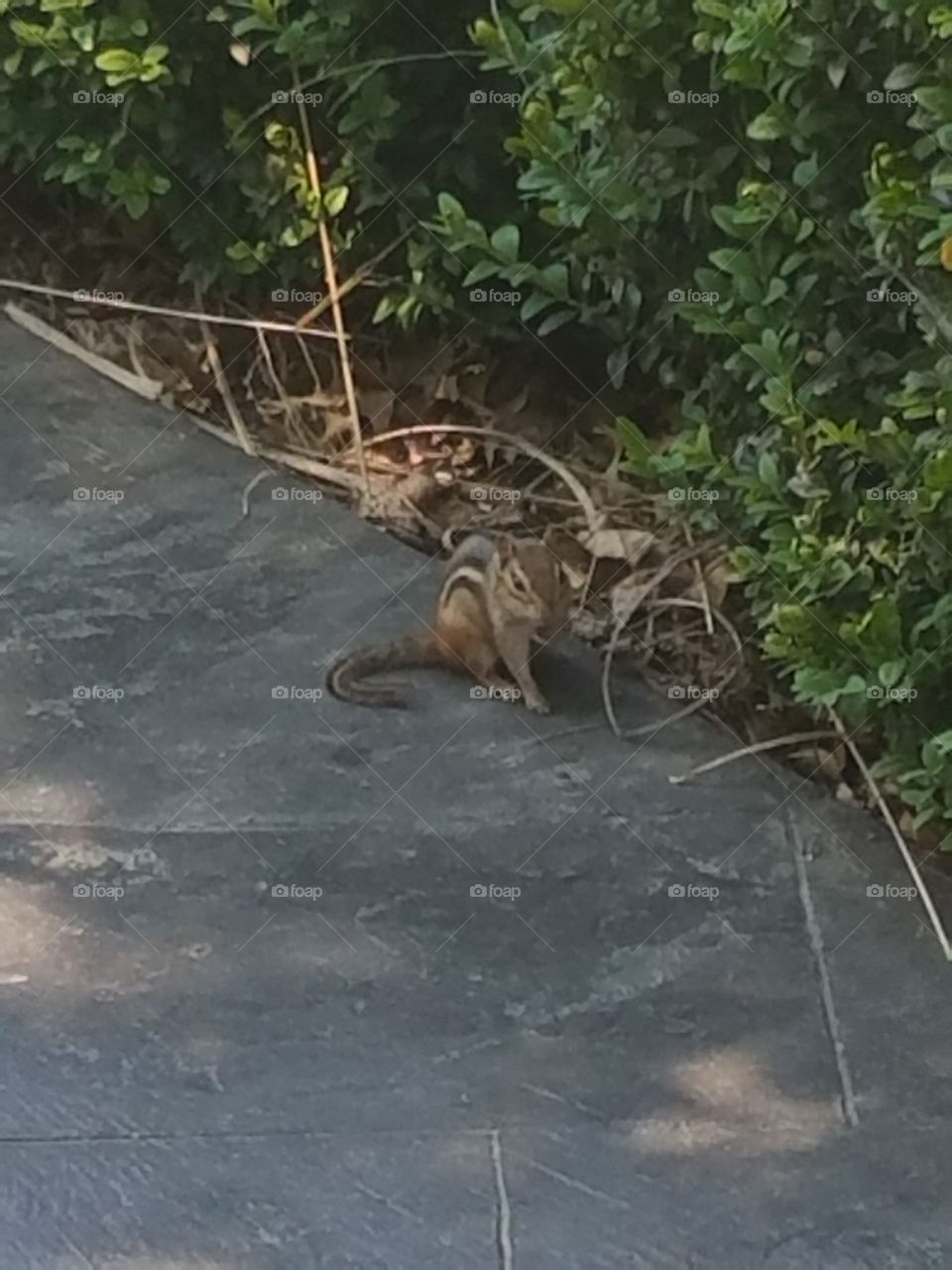 A chipmunk in New York comes out to socialize.