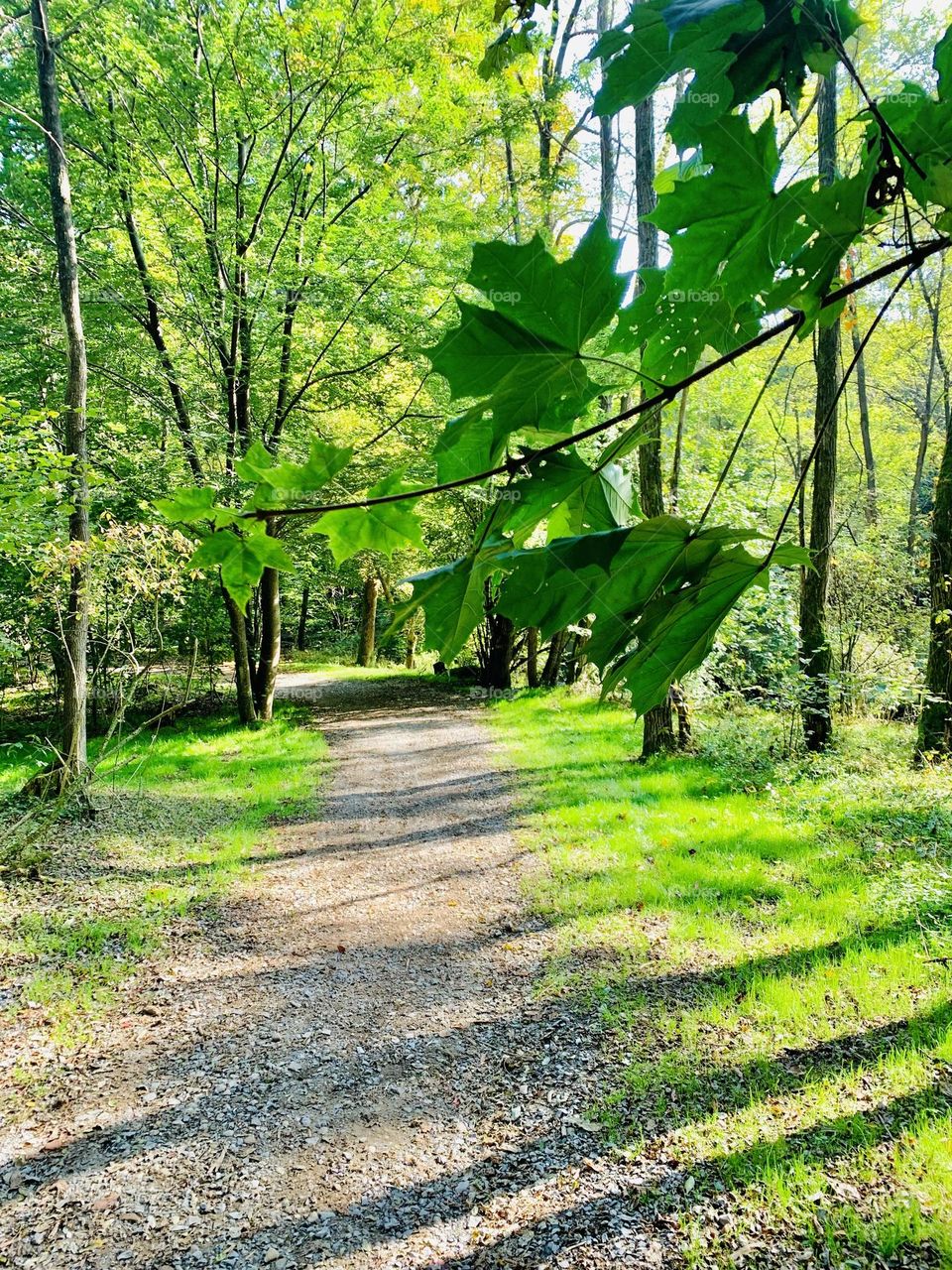 romantic lane in the spring forest with a maple branch in the foreground