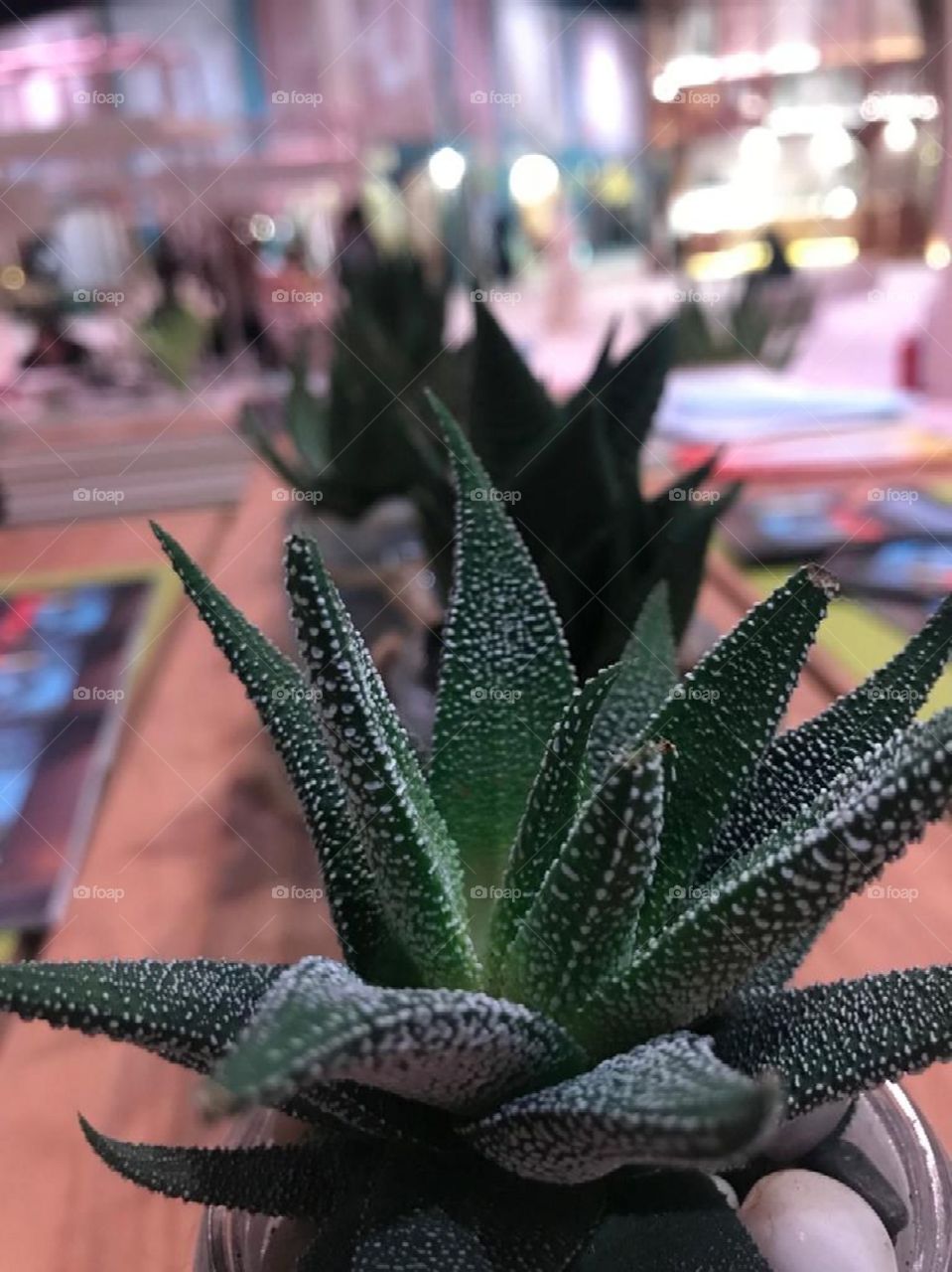 Tiny, little plant decor