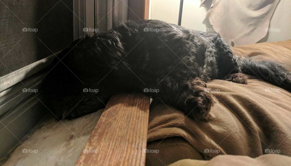 dog sleeping in window