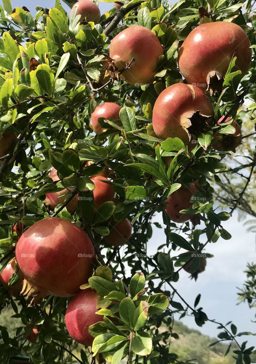 Pomegranates 