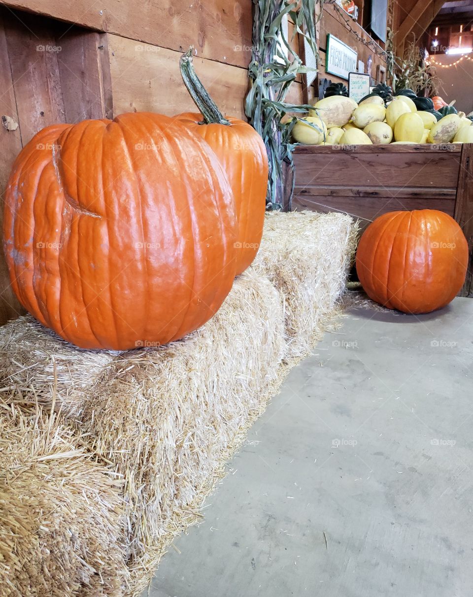 Large bright orange pumpkins set on bay bales at an indoor market at harvest time