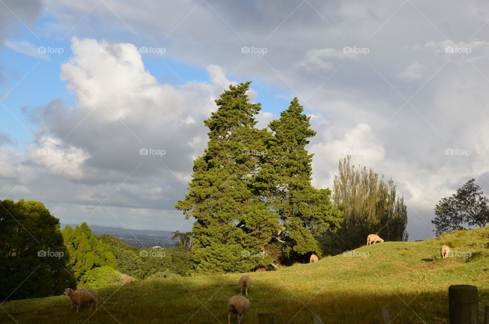 NZ