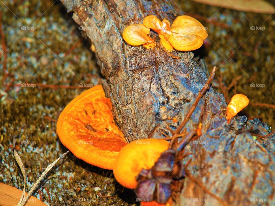 Australian bush fungus