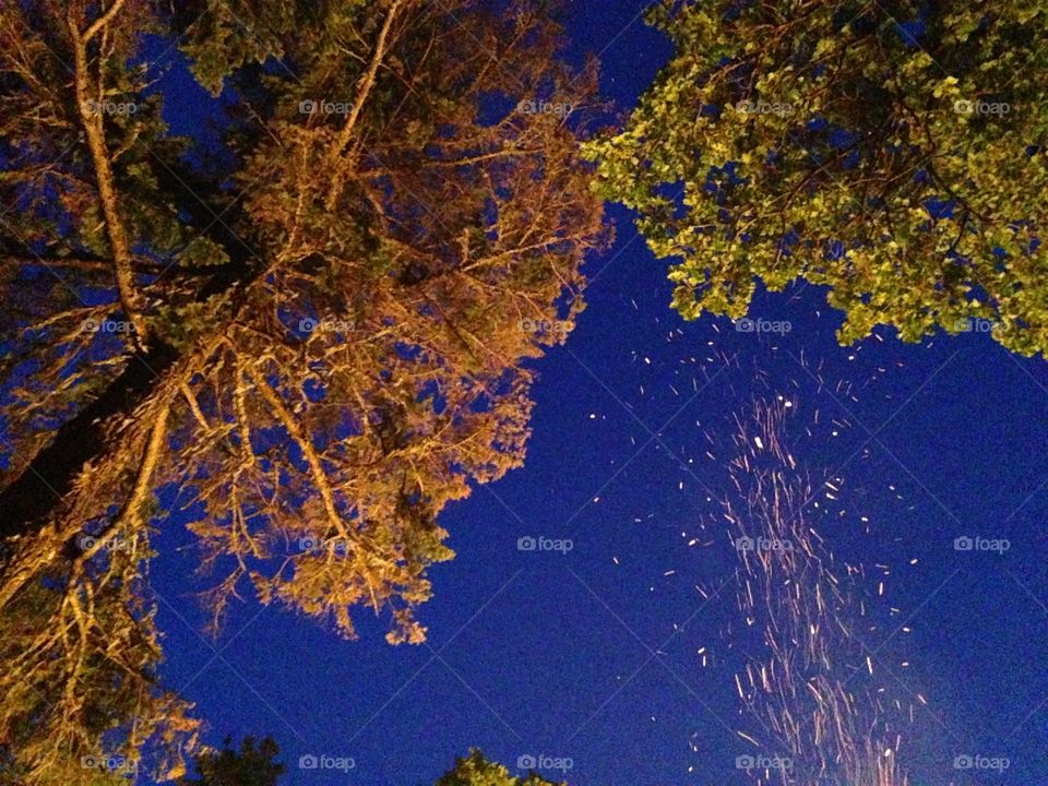 Looking up at the glow on the tree canopy from a bonfire on a lovely spring night.