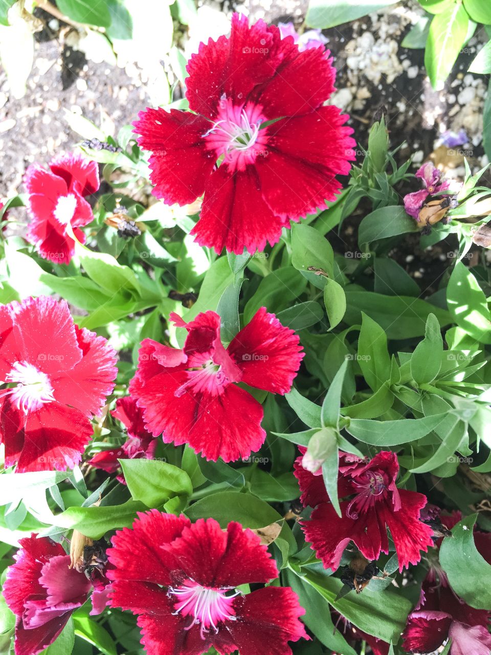 Pink flowers 