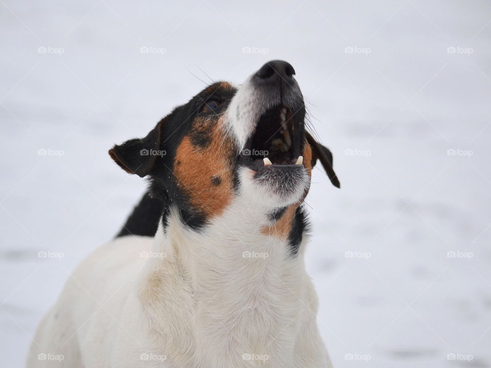 Dog barking