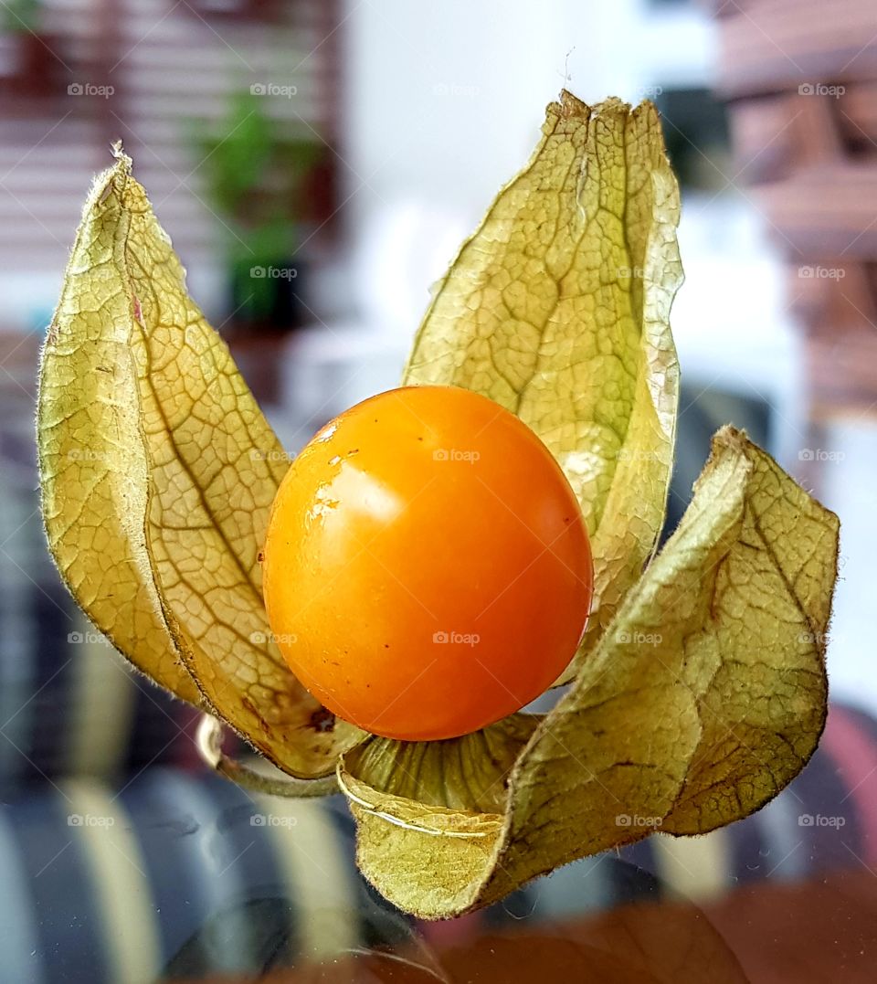 phisalys  - fruit from amazonia