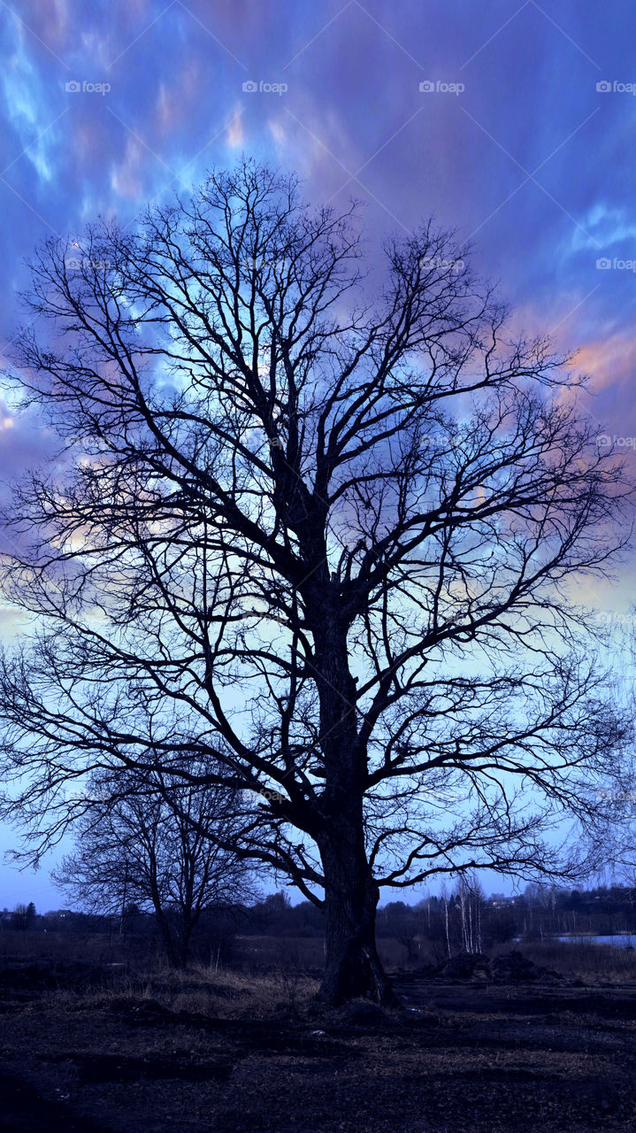 Silhouette of bare tree