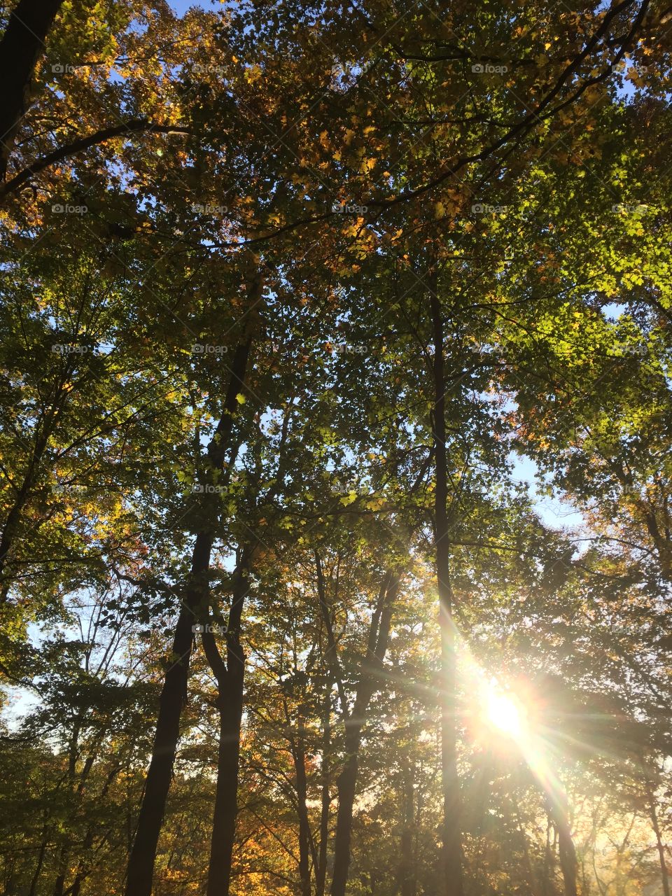 Tree, Wood, Landscape, Leaf, Sun