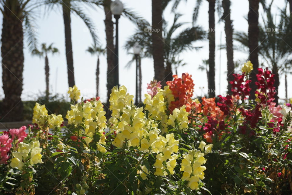 Flovers#garden#flourish#sun#palms#colors